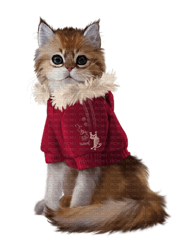 Cat Winter chat hiver - бесплатно png