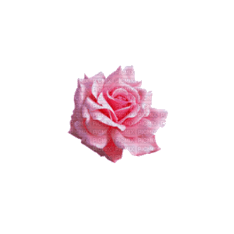 Розовая Роза - GIF animado grátis