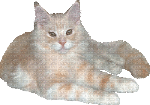 Cat - Gratis animeret GIF