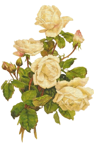 yellow white roses - Ingyenes animált GIF