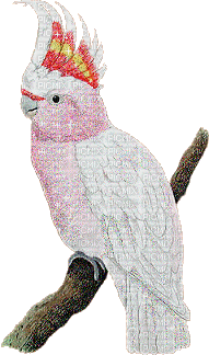 oiseau bird gif - Besplatni animirani GIF