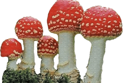 nbl - Mushroom - nemokama png