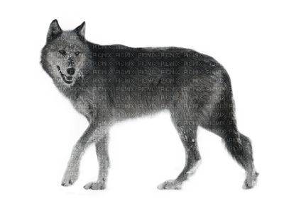 wolf - png ฟรี