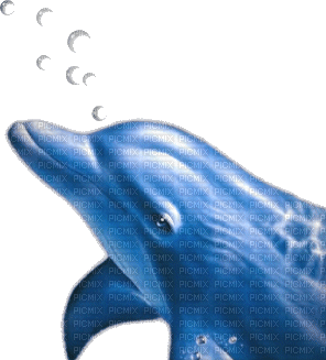 dolphins bp - PNG gratuit