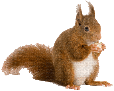 squirrel ecureuil - Zdarma animovaný GIF