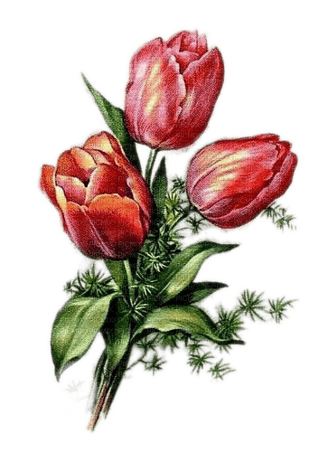 Tulpen, Rot - PNG gratuit