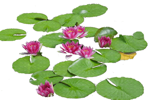 water lily - ücretsiz png