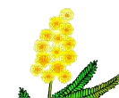 mimosa  FLEUR JAUNE SHEENA - фрее пнг