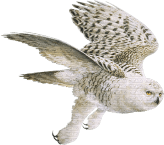 chouette/owl - kostenlos png