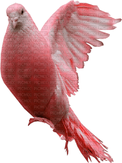 DOVE - Free PNG
