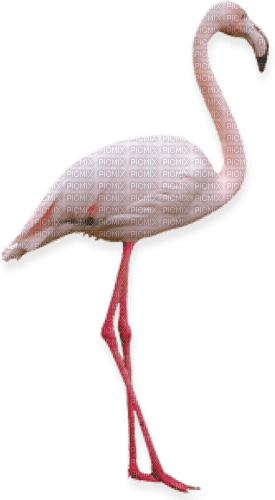 MMarcia cisne ave cygne aquarela - PNG gratuit