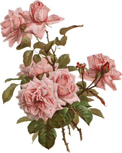 blommor--rosor - Free PNG