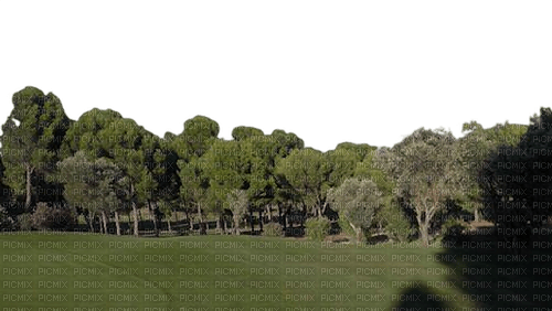 forest - 免费PNG
