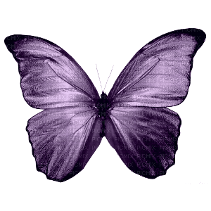 butterfly - фрее пнг