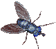 insecte - GIF animado grátis