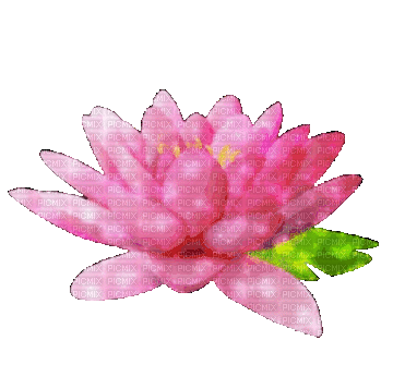 water lily - Ilmainen animoitu GIF