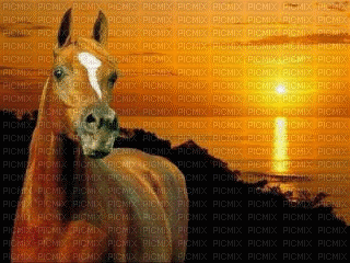aze cheval - GIF animasi gratis