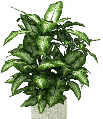 plants katrin - ilmainen png