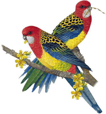 tropical birds - png gratis