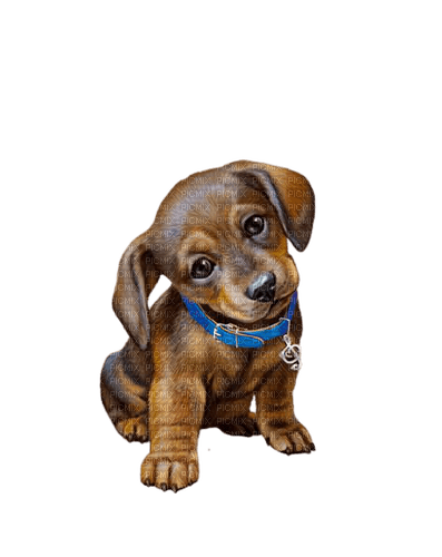 puppy - png grátis