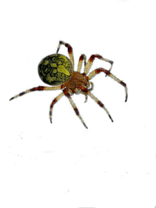 spider - png grátis