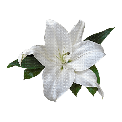 kikkapink deco scrap white flower - nemokama png