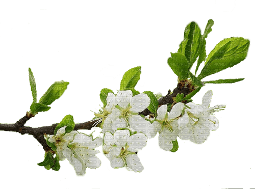 White Flowers.Fleurs.Branche.Branch.Victoriabea - PNG gratuit