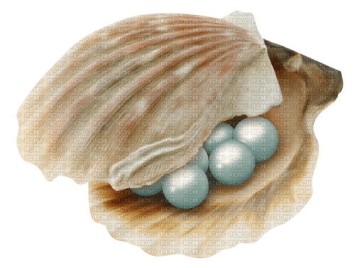 seashell Bb2 - zadarmo png