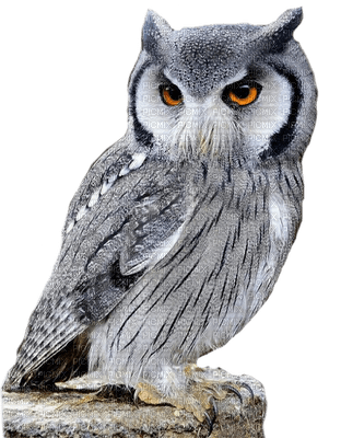owl katrin - gratis png