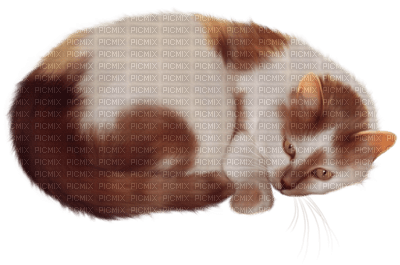 Kaz_Creations Animals Cats Cat Kitten - bezmaksas png