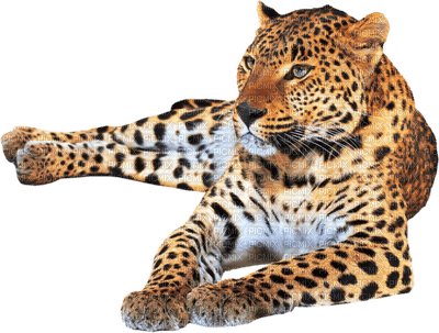 leopard bp - besplatni png