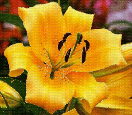Rena yellow Flower Background glitter - Animovaný GIF zadarmo