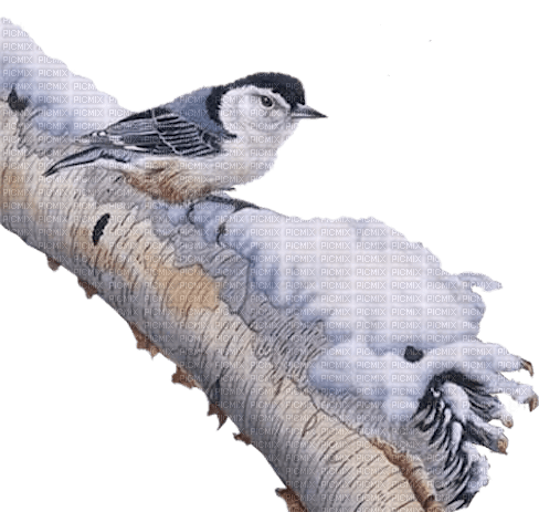 loly33 oiseaux hiver - darmowe png