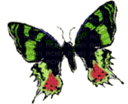 butterfly_papillon_Vert_green_gif-Tube_animation-deco___Blue DREAM 70 - Free animated GIF
