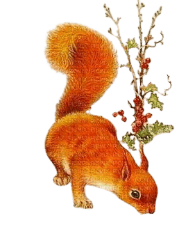 loly33 écureuil hiver - PNG gratuit