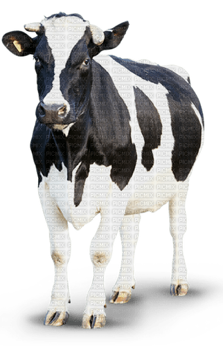 cow per request - bezmaksas png