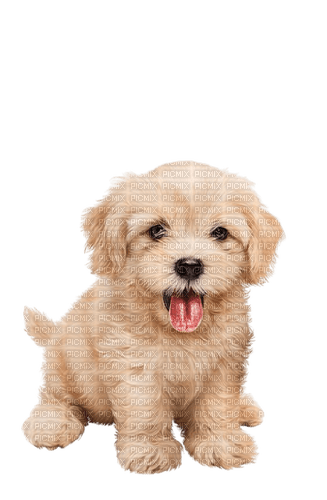 puppy - kostenlos png