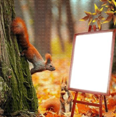 squirrel eichhörnchen écureuil animal wald  autumn automne herbst tube forest canvas leinwand forêt image toile - zadarmo png