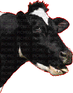 vache - GIF animé gratuit