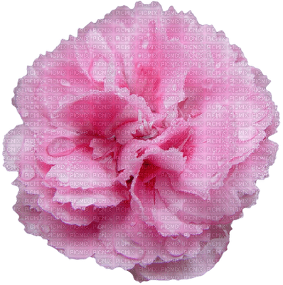 pink-flower - 免费PNG