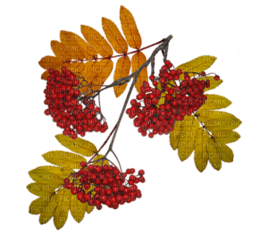 autumn leaves bp - darmowe png