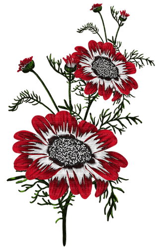 kwiat - PNG gratuit