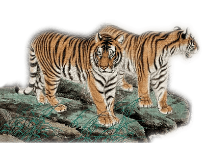 tigres - zdarma png