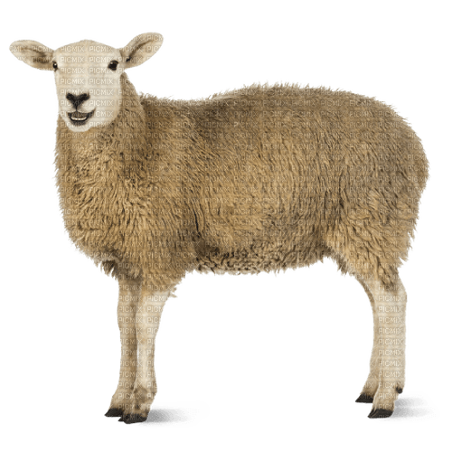 mouton - ücretsiz png