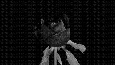 roos - Zdarma animovaný GIF