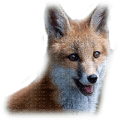 Kaz_Creations Fox - png gratuito