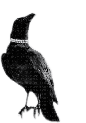 raven - png grátis
