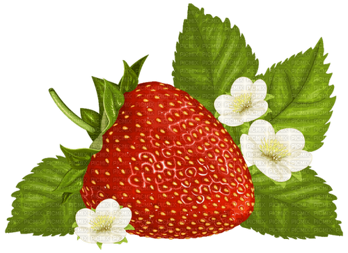 fraise clipart free