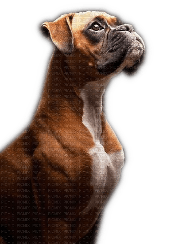 Rena Hund Dog Boxer Tier - PNG gratuit