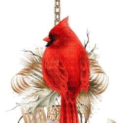 fågel-------bird - gratis png